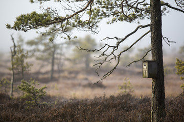 A small bird house is placed on a pine on a dry swamp. The bird house is composed to the right hand side. Image taken on a cold morning. Image has a vintage effect applied.