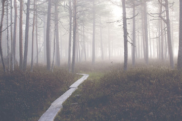 Spooky forest and duckboard is going to far away.An image of of a pine forest on a very foggy morning in Finland.  The fog covers the whole forest scene. Image also has a vintage effect applied.