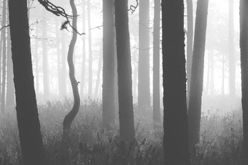 Spooky forest. An image of of a pine forest on a very foggy morning in Finland.  The fog covers the whole forest scene. Image also has a vintage effect applied.