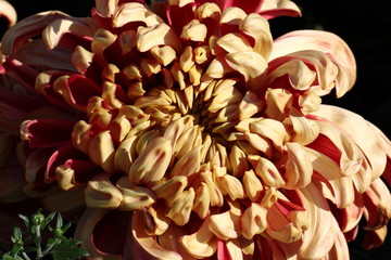 Chrysanthemum flowers/Chrysanthemum flowers in the garden