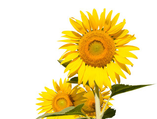 Obraz premium isolated sunflowers