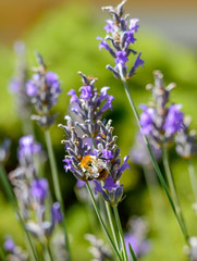 Obraz premium lavender bee