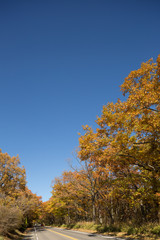 紅葉した那須街道