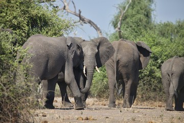 Fototapeta premium African elephants, Loxodon africana, in Chobe National Park, Botswana