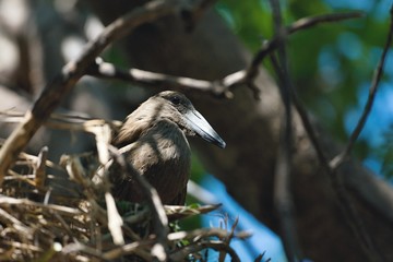 Hamerkop, Scopus umbretta to nest,in Chobe National Park, Botswana