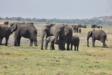 Fototapeta premium African elephants, Loxodon africana, in Chobe National Park, Botswana