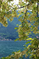 Flowering tree near the sea