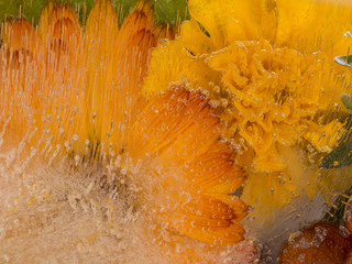 bright flower abstraction fantasy ice