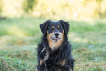Dog looks friendly to the camera