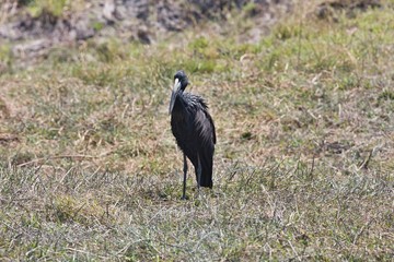 Anastomus lamelligerus, African openbill, in Chobe National Park, Botswana