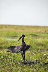 Anastomus lamelligerus, African openbill, in Chobe National Park, Botswana