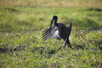 Anastomus lamelligerus, African openbill, in Chobe National Park, Botswana