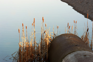 Water pipe