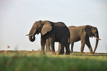 Fototapeta na wymiar elephant Loxodonta africana, in Chobe National Park, Botswana