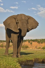 Fototapeta na wymiar drinking elephant Loxodonta africana, in Chobe National Park, Botswana
