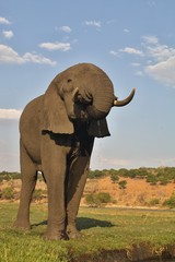 drinking elephant Loxodonta africana,  in Chobe National Park, Botswana