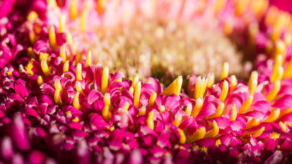 Beautiful red gerbera flower, close up