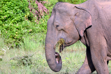 Young Sri Lankan elephant in the National park Uda Walawe, Sri Lanka. Asia.