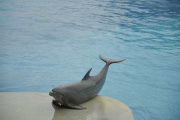 Delfino in posa