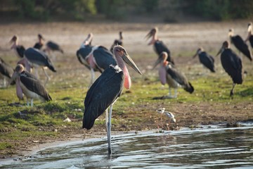 Greater adjutant, Leptoptilus crumeniferus, in Chobe National Park, Botswana