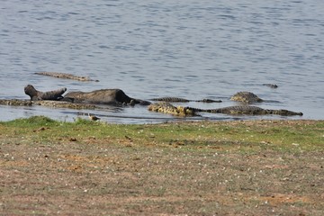 Nile crocodiles feast on carrion African Buffalo,in Chobe National Park, Botswana
