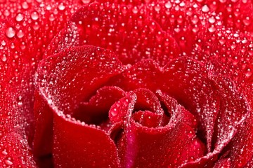Closeup of red rose petails covered dew