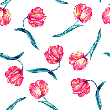 A seamless pattern with the watercolor crimson and scarlet tulips painted on a white background