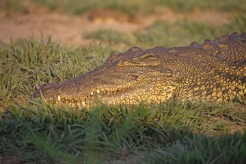 Nile crocodiles  African Buffalo,in Chobe National Park, Botswana