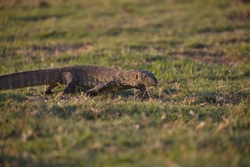 Nile monitor lizard Varanus niloticus,in Chobe National Park, Botswana
