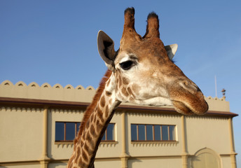A portrait of funny giraffe snout