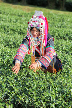  Akha hill tribe woman picking tea leaf at plantation.