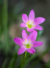 Zephyranthes flowers shimmering in the wind with its petals and stamens bloom stretched as if inviting insects to nectar.