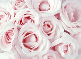 Washable wall murals Roses Soft full blown pink roses