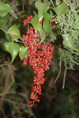 bacche rosse di salsapariglia (Smilax aspera)