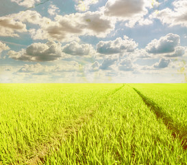 Obraz premium field of grass and perfect sky
