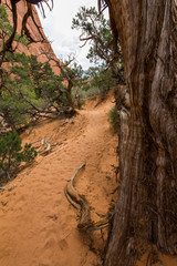 Devil's Garden Trail in Arches National Park, Utah