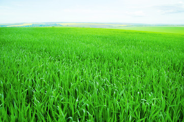 Field background