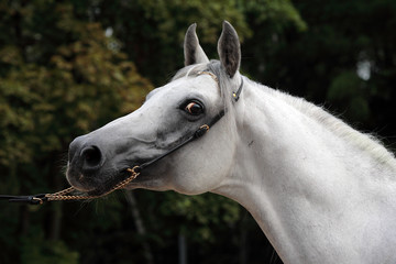 Head shot of a white arab mare horses face