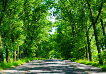 Asphalt road in the deciduous forest.