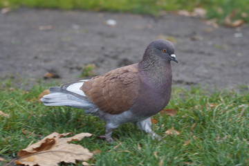 Pigeon walking on the floor