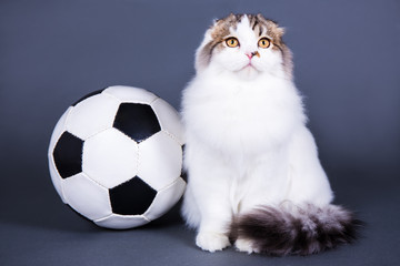 cute little british cat sitting with soccer ball over grey