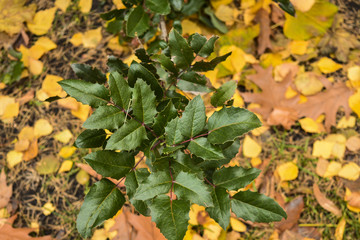 Осенний парк в столице Украины – Киеве