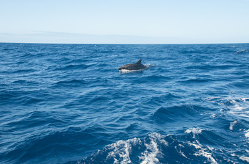 Beautiful Sea with Dolphin