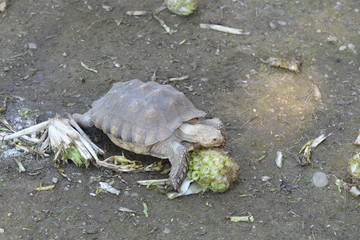 Tartarughina affamata