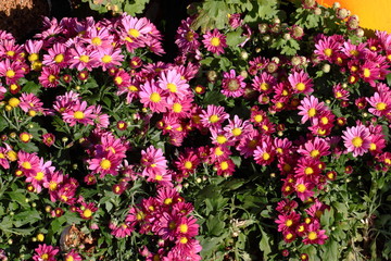 Fototapeta premium Chrysanthemum flowers/