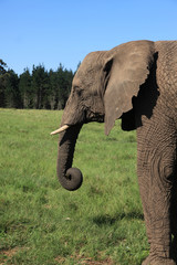 elefante
