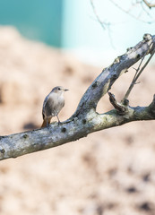 phoenicurus ochruros, black redstart,