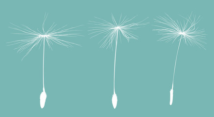 three white dandelion seeds silhouette isolated on blue