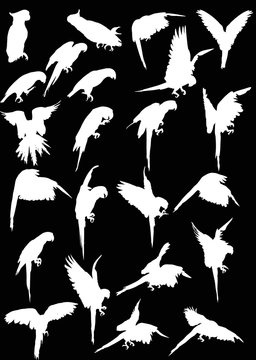 twenty three macaw white silhouettes collection