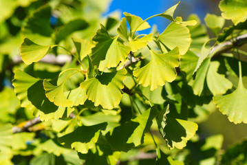 GINKGO BILOBA